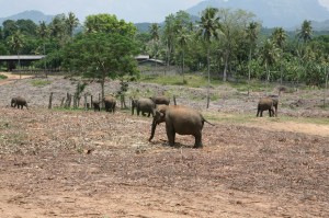 Kand - Sri Lanka (13)