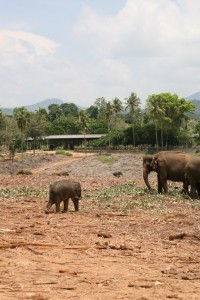 Kand - Sri Lanka (19)