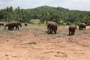 Kand - Sri Lanka (25)