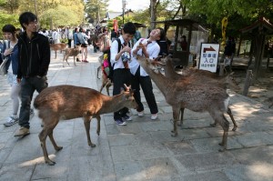 Nara (107)