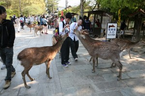 Nara (108)