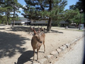 Nara Japonia (66)