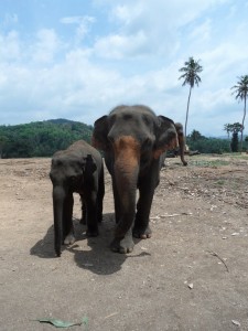 Sri Lanka - Kandy (100)