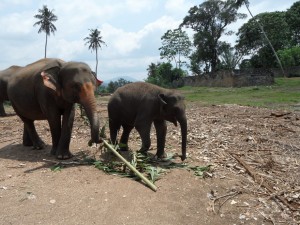 Sri Lanka - Kandy (101)