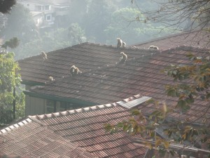 Sri Lanka - Kandy (204)