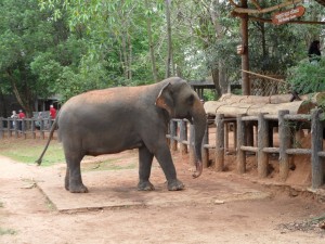 Sri Lanka - Kandy (92)