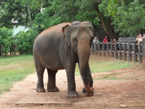 Sri Lanka - Kandy (93)